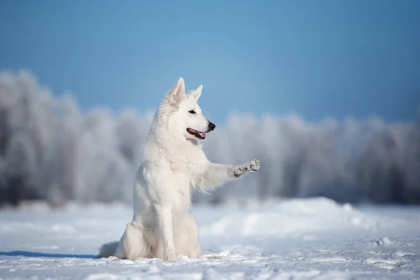 Белая Овчарка Улице Зимой — стоковое фото