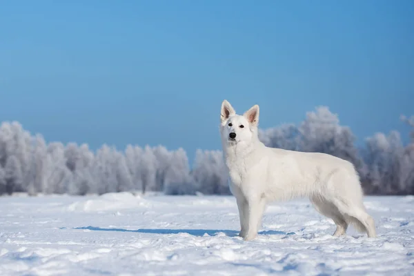 Weißer Schäferhund Winter Freien — Stockfoto