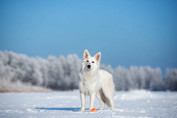 Beyaz Çoban Köpeği Kışın Dışarıda — Stok fotoğraf