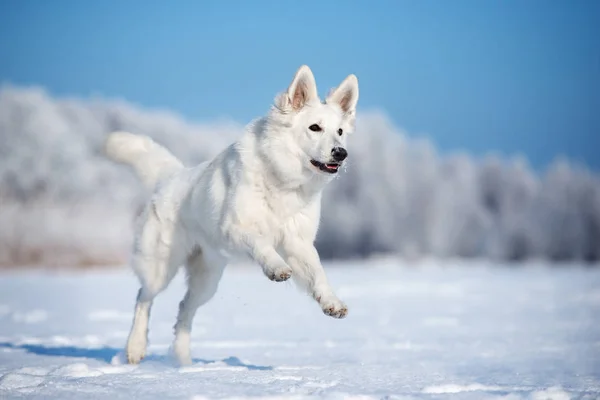 Biały Pies Pasterz Zewnątrz Zimie — Zdjęcie stockowe