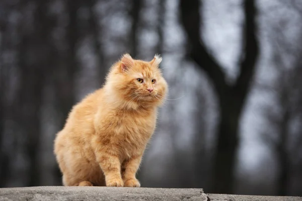 Rojo Esponjoso Gato Retrato Aire Libre —  Fotos de Stock