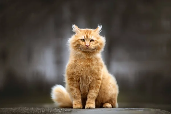 Красный Пушистый Портрет Кошки Открытом Воздухе — стоковое фото