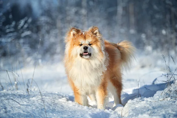 Akita Inu Hund Winter Freien — Stockfoto