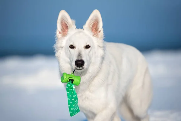 white shepherd dog holding waste bags in mouth