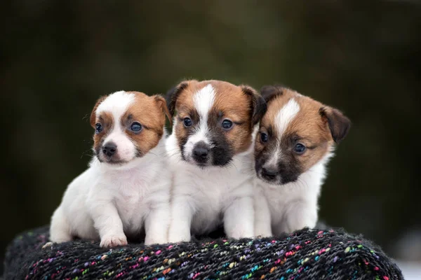 Jack Russell Terrier Cucciolo All Aperto — Foto Stock