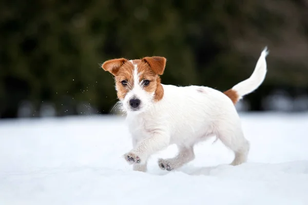 Jack Russell Terrier Hund Läuft Winter Freien — Stockfoto