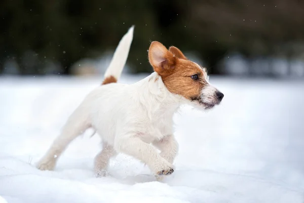 Jack Russell Terrier Hund Kör Utomhus Vintern — Stockfoto