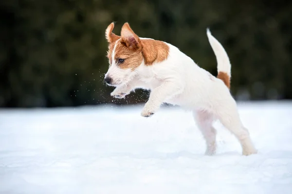 Jack Russell Teriér Pes Běží Venku Zimě — Stock fotografie