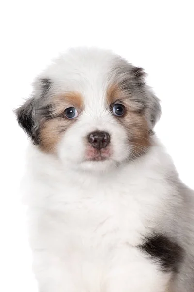 Australian Shepherd Puppy Isolated White — Stock Photo, Image