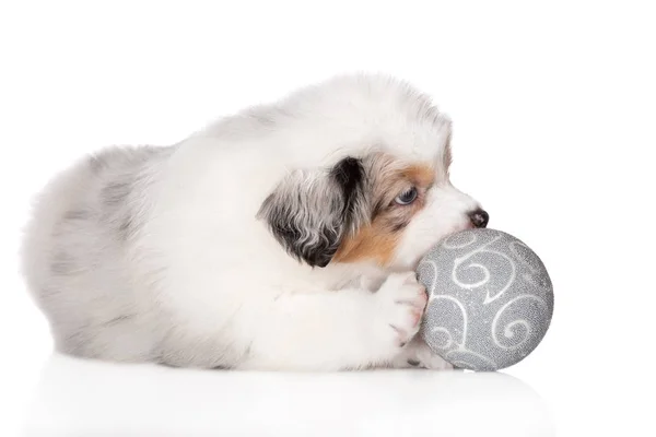 Cãozinho Pastor Australiano Isolado Branco — Fotografia de Stock