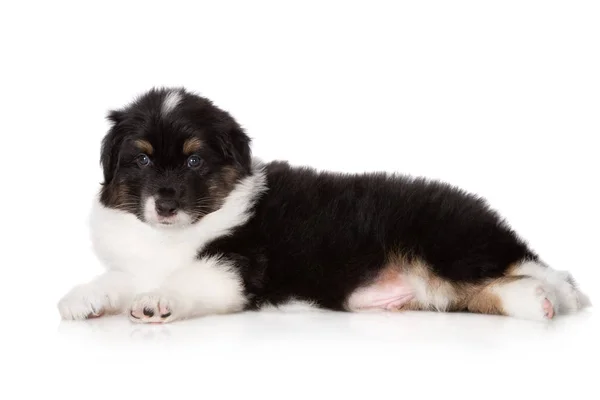 Chiot Berger Australien Isolé Sur Blanc — Photo