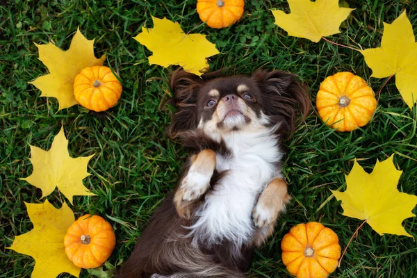 Chihuahua Köpeği Düşmüş Akçaağaç Yaprakları Balkabaklarının Içinde Sırt Üstü Yatıyor — Stok fotoğraf