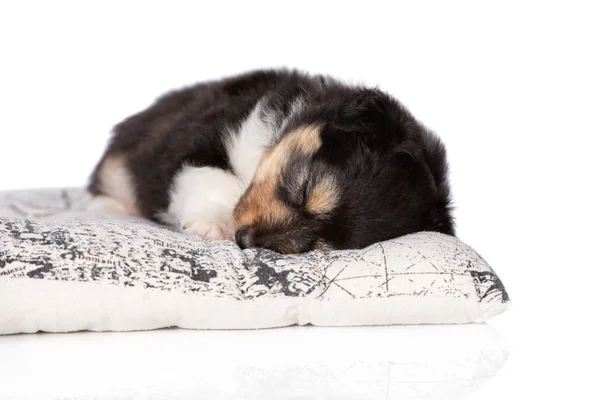 Sheltie Welpe Schläft Auf Einem Kissen — Stockfoto