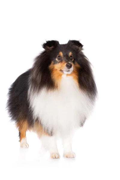 Tricolor Sheltie Kutya Izolált Fehér — Stock Fotó