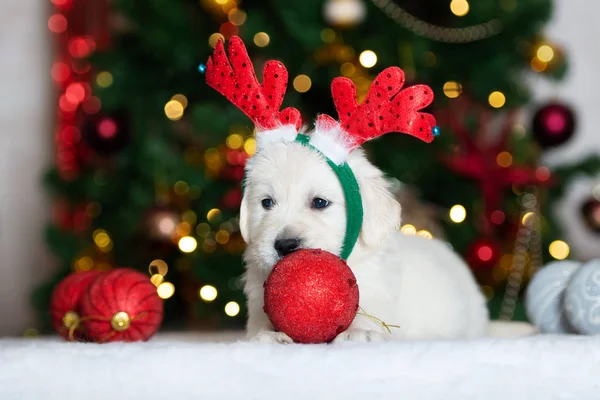 Muhteşem Golden Retriever Köpek Yavrusu Noel Için Poz Veriyor — Stok fotoğraf