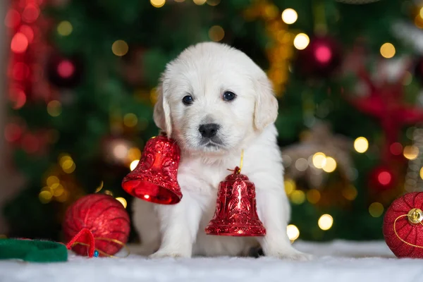 可爱的金毛猎犬摆出圣诞节的姿势 — 图库照片