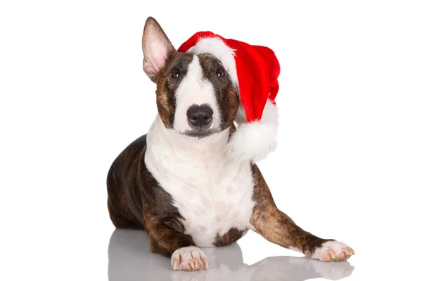 Chien Terrier Taureau Anglais Dans Chapeau Père Noël Sur Blanc — Photo