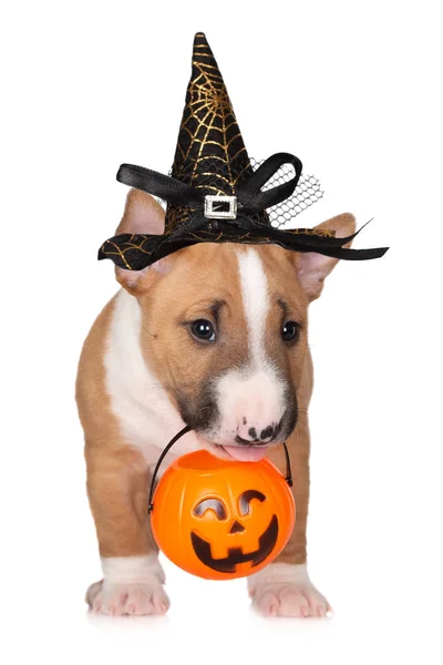 瑞士牧羊犬在帽子与万圣节南瓜和扫把wh 图库照片 C 5seconds