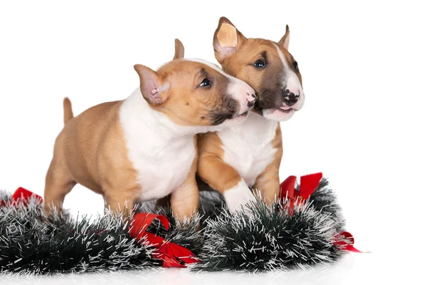 Dois Filhotes Cachorro Bull Terrier Fundo Branco — Fotografia de Stock