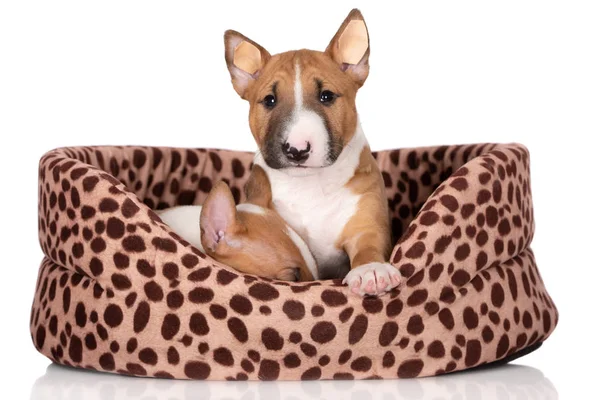 Cachorro Toro Terrier Miniatura Sobre Fondo Blanco —  Fotos de Stock