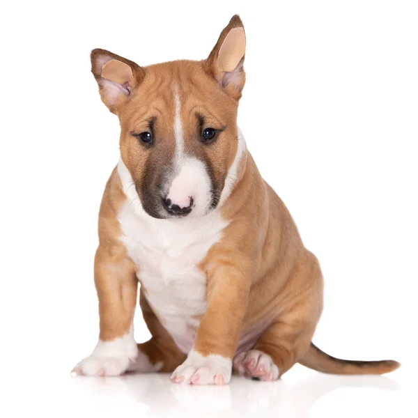 Miniature Bull Terrier Puppy White Background — Stock Photo, Image