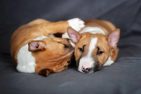 Twee Miniatuur Bull Terrier Puppies Slapen Samen — Stockfoto