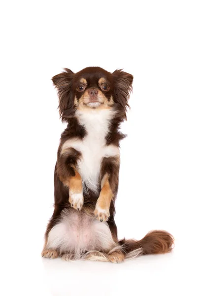 Chihuahua Perro Mendigando Blanco — Foto de Stock