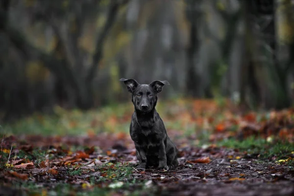 Zwart Gemengd Ras Puppy Poseren Herfst — Stockfoto