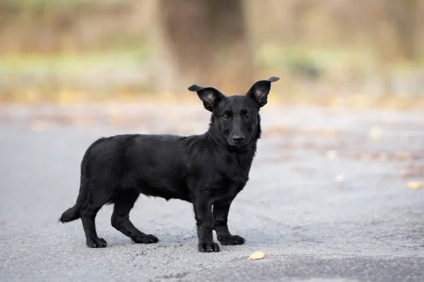 Siyah Melez Köpek Yavrusu Sonbaharda Poz Veriyor — Stok fotoğraf