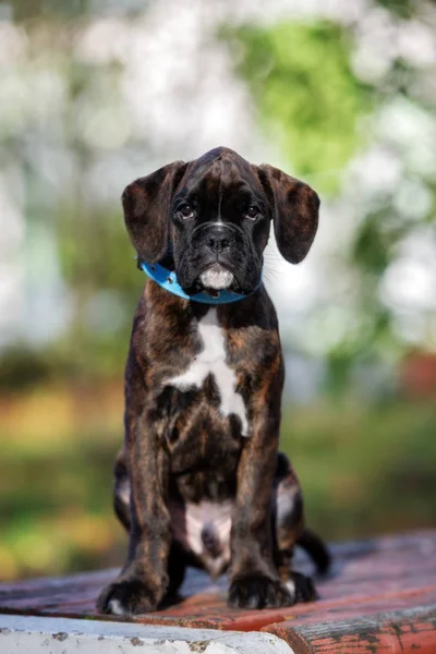 Puppy Boxer Livre Outono — Fotografia de Stock