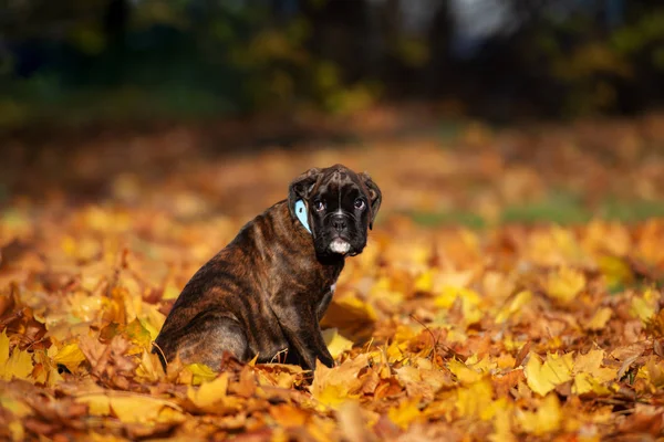 Boxer Puppy Outdoors Autumn — Stock Photo, Image