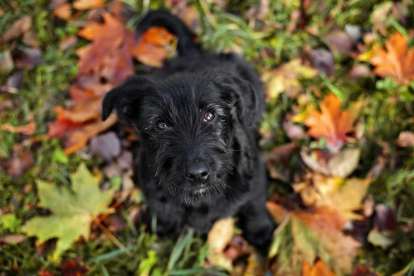 秋に屋外で黒混合種の子犬 — ストック写真