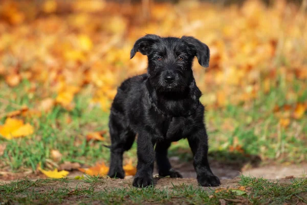Black Mixed Breed Puppy Outdoors Autumn — Stock Photo, Image