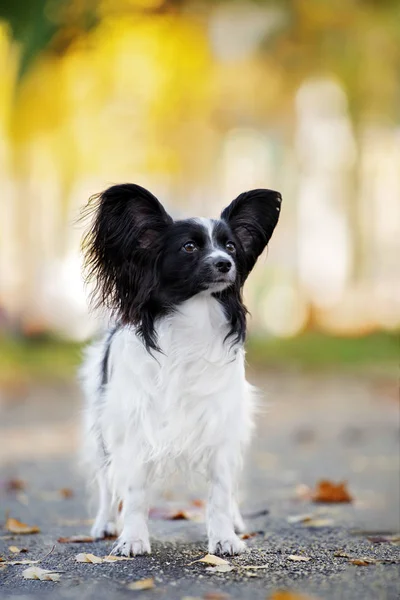 Papillon Hond Wandelen Buiten Herfst — Stockfoto