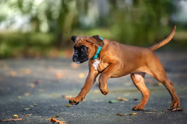 Red German Boxer Puppy Outdoors Autumn — Stock Photo, Image