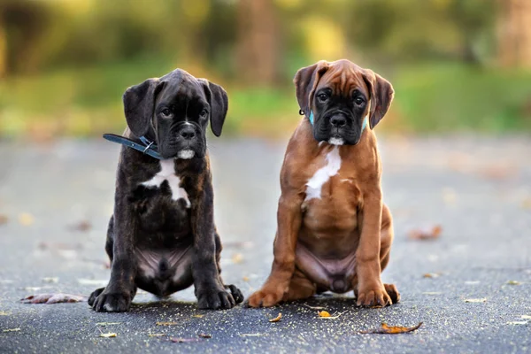 Twee Bokser Puppies Poseren Samen Buiten — Stockfoto