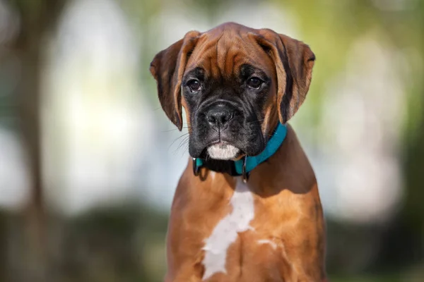 Red German Boxer Puppy Portrait Outdoors — Stock Photo, Image