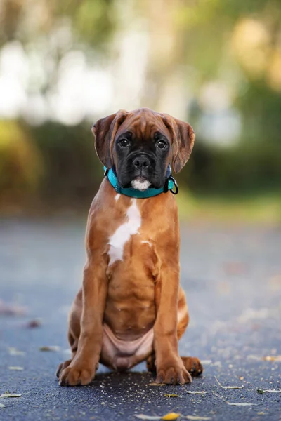 Rouge Allemand Boxer Chiot Portrait Extérieur — Photo