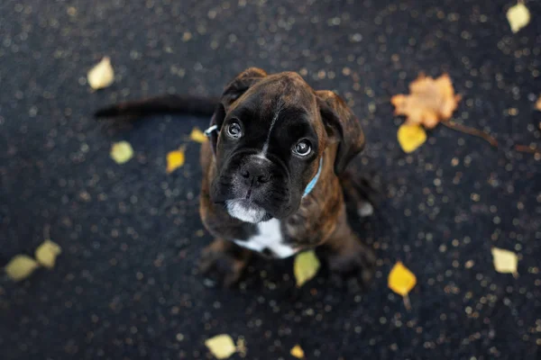 Cachorro Boxeador Alemán Sentado Aire Libre Vista Superior —  Fotos de Stock