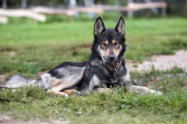 Cane Razza Mista Posa All Aperto Estate — Foto Stock