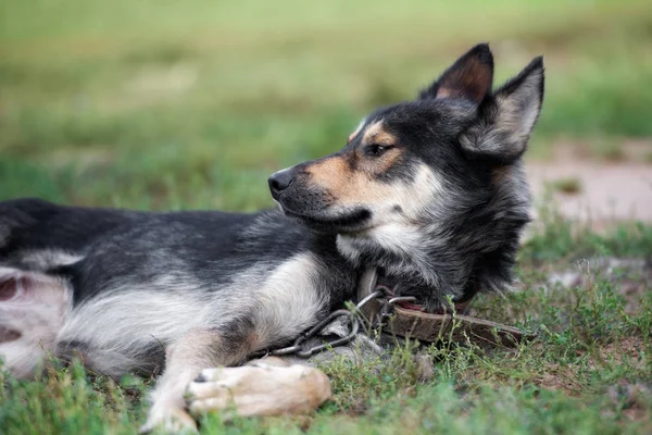 Mischlingshund Posiert Sommer Freien — Stockfoto