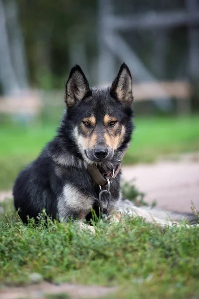 夏に屋外でポーズをとる混合品種の犬 — ストック写真