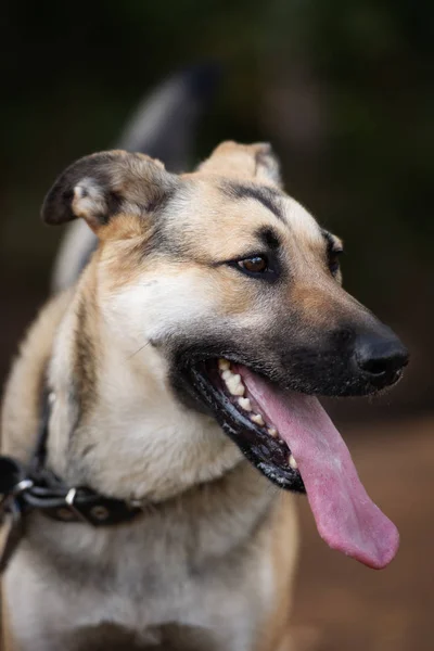 Mieszany Pies Rasy Pozowanie Świeżym Powietrzu Lecie — Zdjęcie stockowe