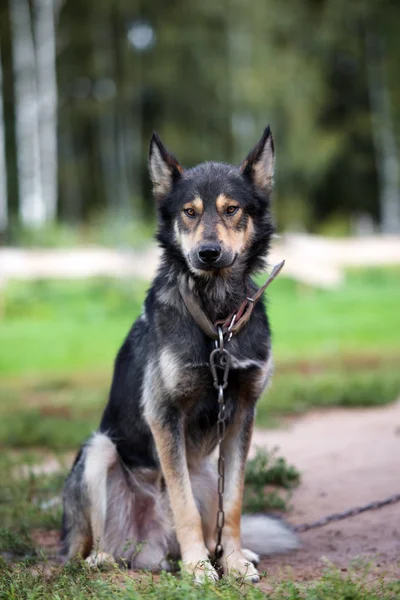 Blandras Hund Poserar Utomhus Sommaren — Stockfoto