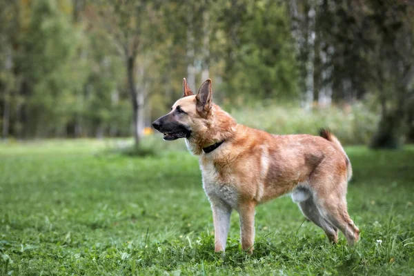 Smíšené Plemeno Pes Pózování Venku Létě — Stock fotografie