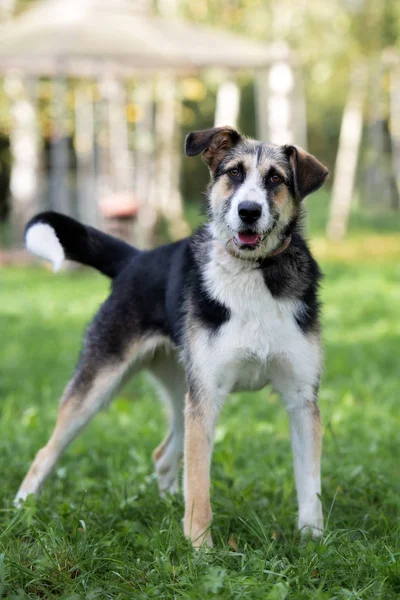 Gemengd Ras Hond Poseren Buiten Zomer — Stockfoto