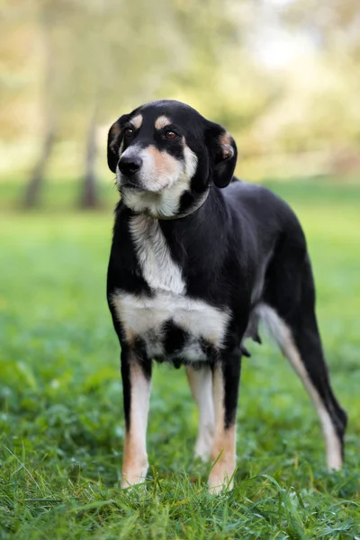 Gemengd Ras Hond Poseren Buiten Zomer — Stockfoto