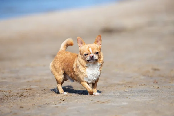 奇瓦瓦犬在海滩上奔跑 — 图库照片