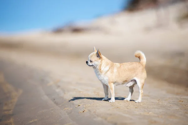 Τσιουάουα Σκυλί Στέκεται Μια Παραλία — Φωτογραφία Αρχείου