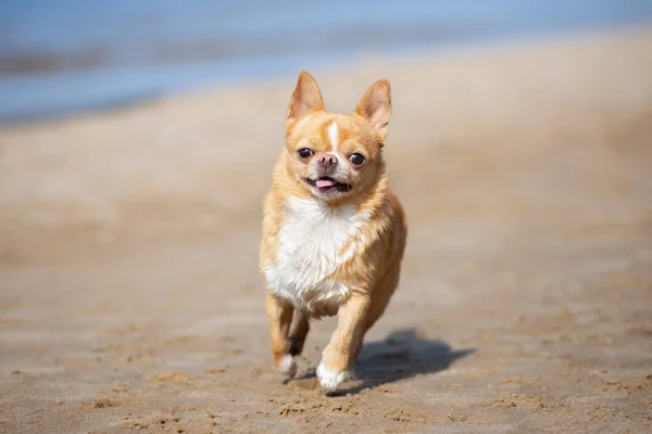 Cane Chihuahua Che Corre Una Spiaggia — Foto Stock